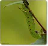 Blinded sphinx caterpillar (<em>Paonias excaecathus</em>), #7824