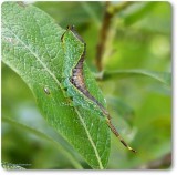 Furcula moth caterpillar (<em>Furcula</em>)