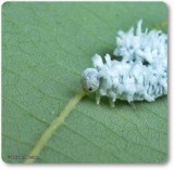Woolly Alder sawfly larva (<em>Eriocampa ovata</m>)