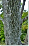 Hickory tussock caterpillars (<em>Lophocampa caryae</em>), #8211