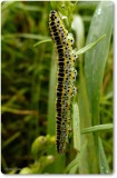 Toadflax brocade caterpillar (<em>Calophasia lunula</em>), #10177