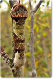 Giant Swallowtail butterfly larva (Papilio cresphontes)