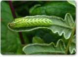 Silver-spotted fern moth caterpillar (<em>Callopistria cordata</em>), #9633