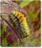 Impressive Dagger Moth caterpillar  (<em>Acronicta impressa</em>), #9261