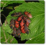 Eastern Box Elder Bugs (<em>Boisea trivittata</em>)