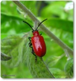 Lily leaf beetle (<em>Lilioceris lilii</em>)