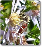 Sweat bee (<em>Sphecodes</em>)