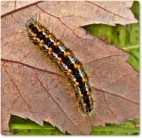 cattail moth caterpillar (<em>Acronicta insularisi</em>), #9280