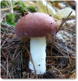 Mushroom, Russula sp.