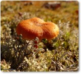 Mushroom