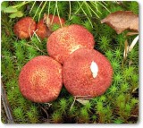 Mushrooms in moss