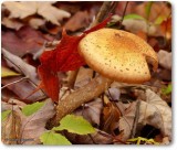 Honey mushroom (<em>Armillaria</em>), possibly