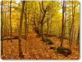 More gold in the forest