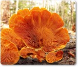Orange oyster mushroom (<em>Phyllotopsis nidulans</em>)