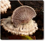 Split gill mushroom (<em>Schizophyllum commune</em>)