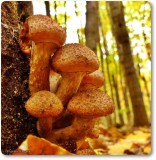 Mushrooms, possibly Honey Mushrooms