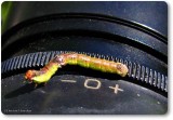 Bent-line gray caterpillar (<em>Iridopsis larvaria</em>), #6588