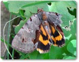 Woody underwing (<em>Catocala grynea</em>), #8864