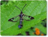 Currant clearwing moth (<em>Synanthedon tipuliformis</em>), # 2553
