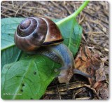 Grove snail 