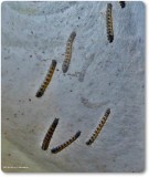 Eastern tent caterpillars  (<em>Malacosoma americanum</em>), #7701