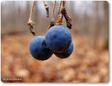 Blue cohosh berries  <em>Caulophyllum giganteum</em>)
