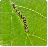 Pyralid moth caterpillar (<em>Oreana unicolorella</em>), #5767