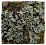 Lichen, probably <em>Parmelia sulcata</em>