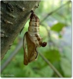 Butterfly chrysalis, probably that of a viceroy or white admiral