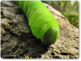 Laurel sphinx moth caterpillar   (<em>Sphinx kalmiae</em>), #7809