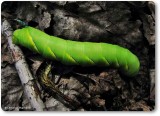 Laurel sphinx moth caterpillar  (<em>Sphinx kalmiae</em>), #7809