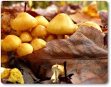 Mushroooms