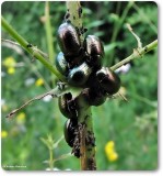 St. Johnswort-Klamath beetles (<em>Chrysolina</em> sp)