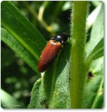 Click beetle, possibly Ampedus sanguinipennis