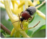 Click beetle, probably Melanotus leonard