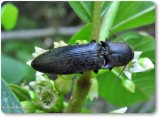 Click beetle (Elateridae)