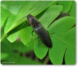Click beetle  (<em>Agriotes fucosus</em>)