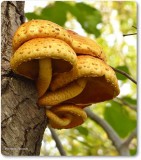 Mushrooms (<em>Pholiota</em>)