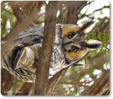 Long-eared owl