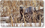 North American river otter (<em>Lontra canadensis</em>)