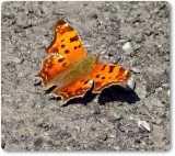 Eastern comma butterfly  (<em>Polygonia comma</em>)