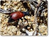 Blister beetle (<em>Tricrania</em> sp.)