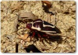Stink bug (Perillus circumcinctus)