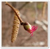 Beaked hazel flowers (<em>Corylus cornuta</em>)