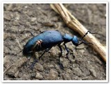 Blister beetle (<em>Meloe</em> sp.) with hitchhiker