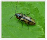 Click beetle  (<em>Selatosomus pulcher</em>)