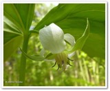 Trillium, nodding (<em>Trillium cernuum</em>)