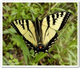 Canadian tiger swallowtail  (<em>Papilio canadensis</em>)