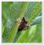 Treehopper (<em>Publilia</em>) with eggs and ant