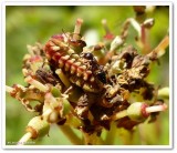 Summer azure butterfly larva (<em>Celastrina  neglecta</em>)
